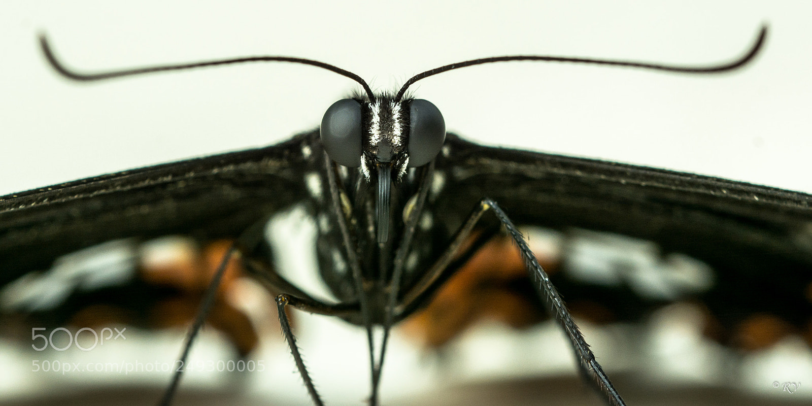 Nikon D7100 sample photo. Batterfly photography