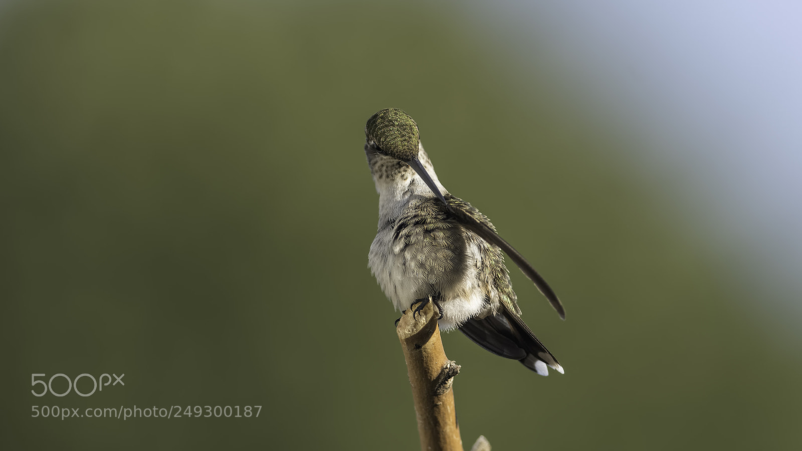 Nikon D7100 sample photo. Preening photography