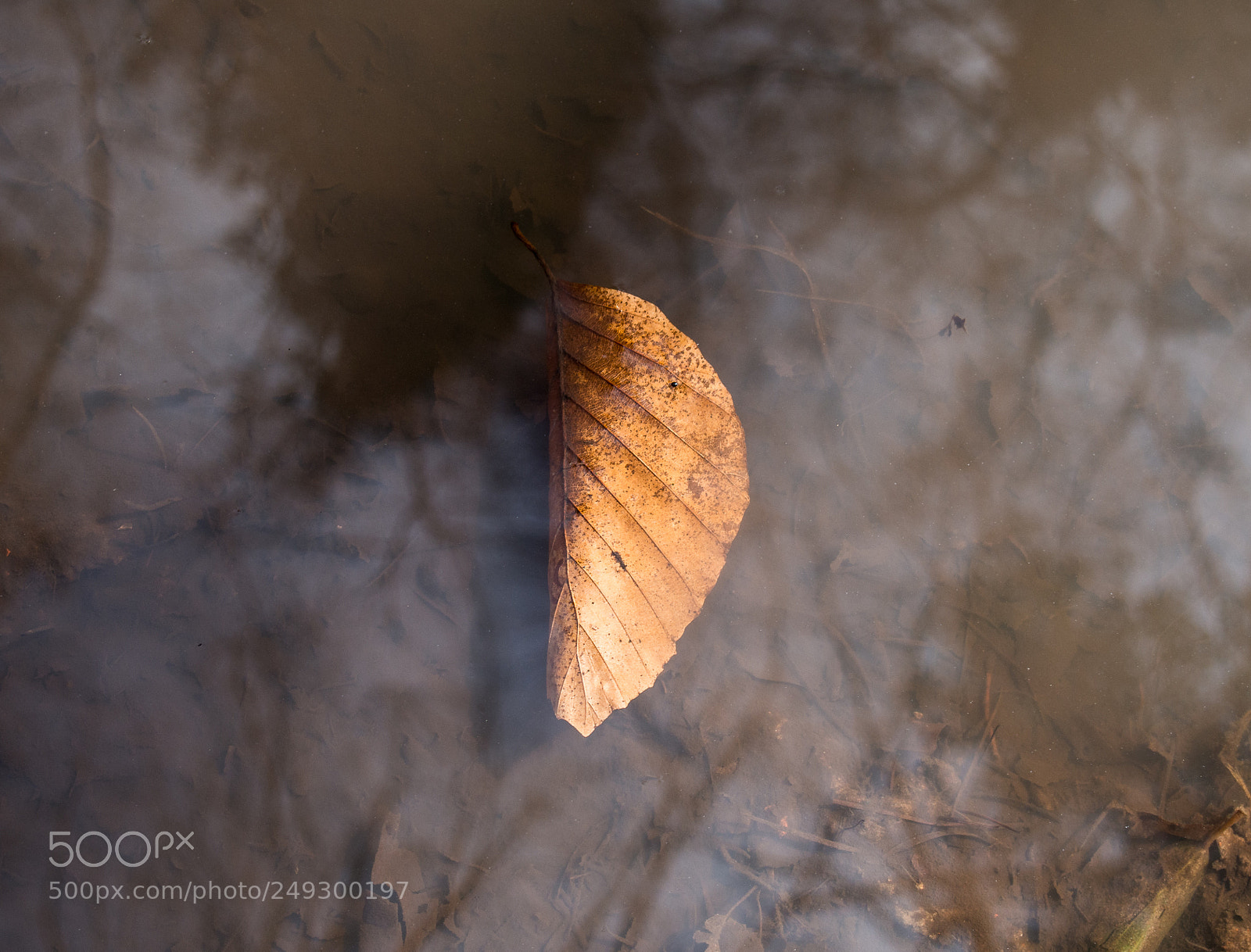 Olympus PEN E-PL6 sample photo. Autumnal leaf under water photography