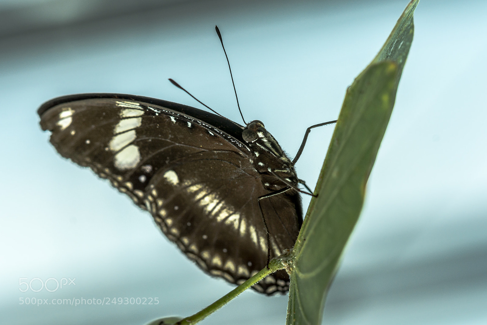 Nikon D7100 sample photo. Batterfly photography