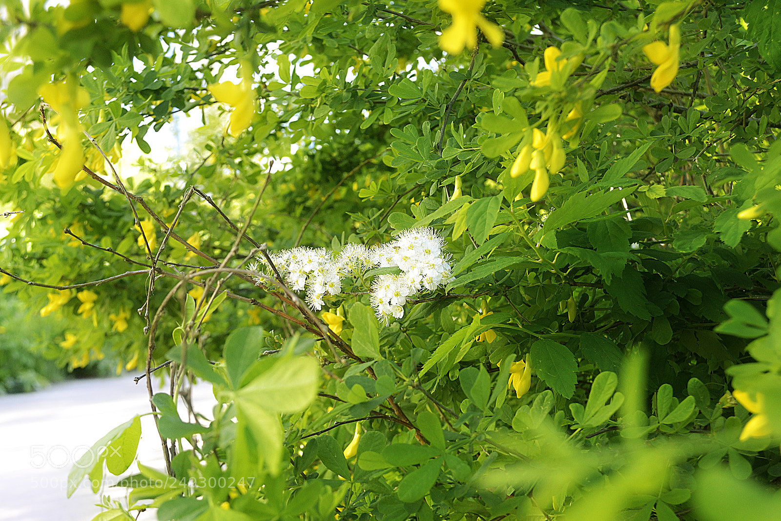 Nikon D3100 sample photo. Spiraea and caragana photography