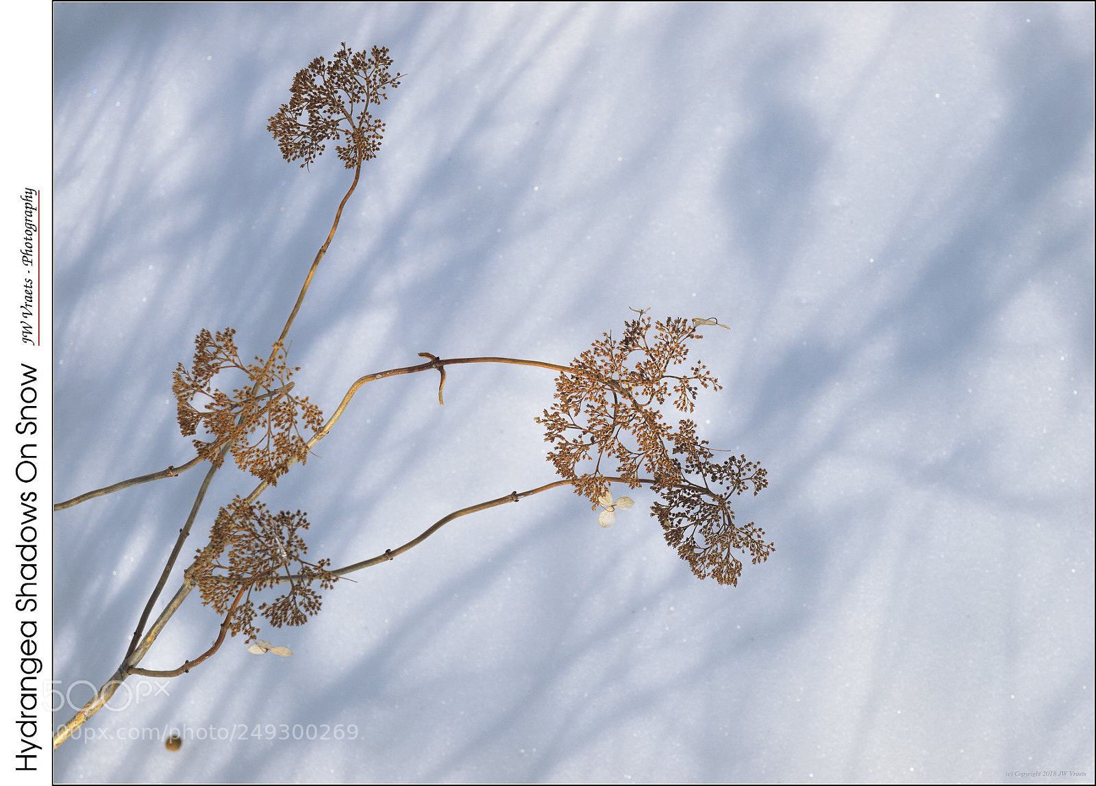 Olympus E-3 sample photo. Hydrangea shadows on snow photography