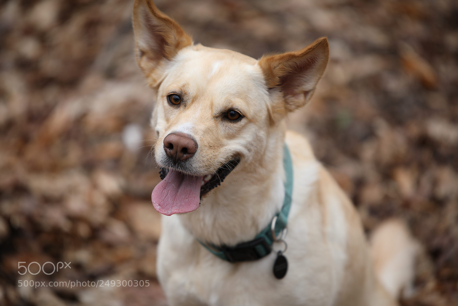 Canon EOS 5D Mark IV sample photo. Begging photography