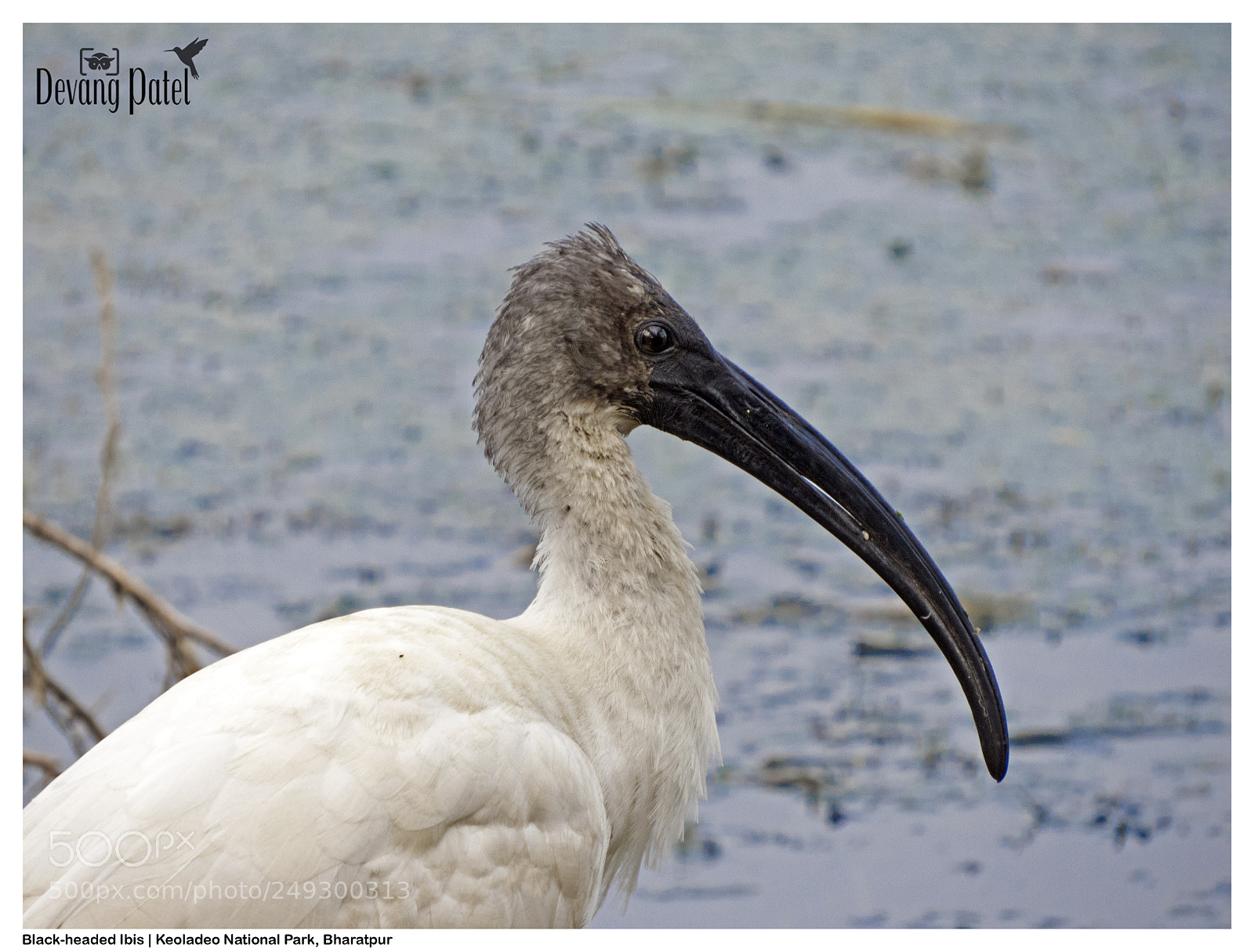 Canon PowerShot SX50 HS sample photo. Black headed ibis photography