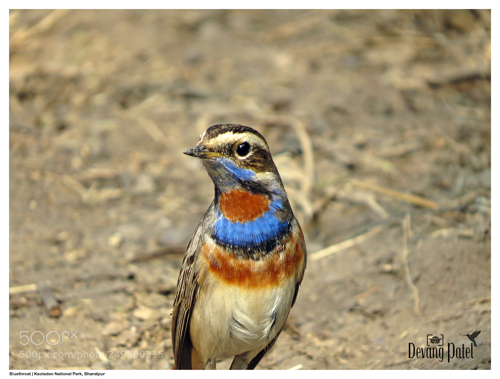 Canon PowerShot SX50 HS sample photo. Bluethroat photography