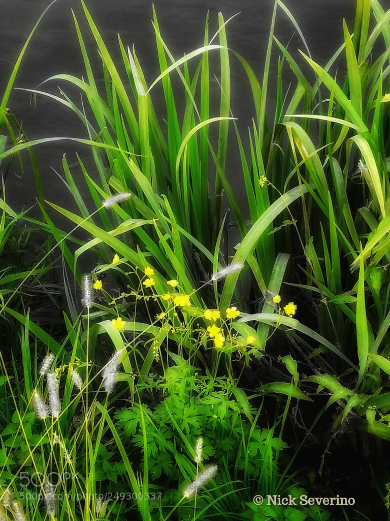 HUAWEI P9 LITE sample photo. Wild bush photography