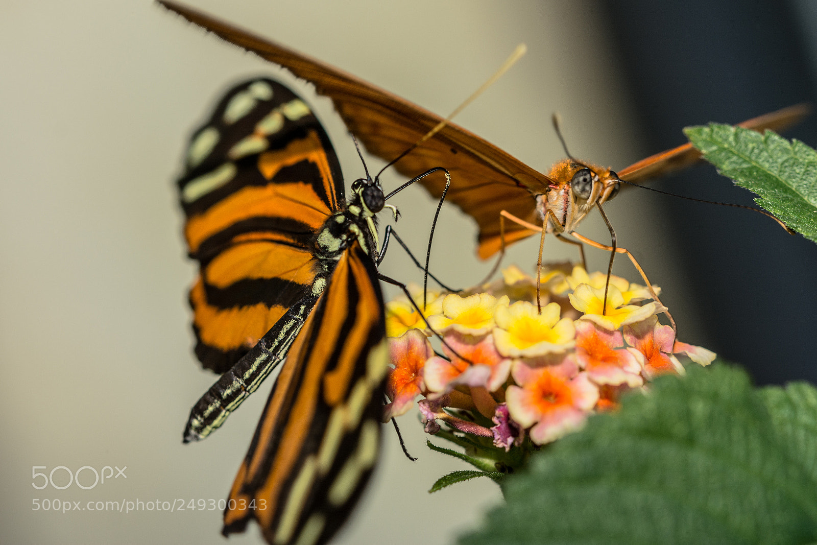 Nikon D7100 sample photo. Batterfly photography