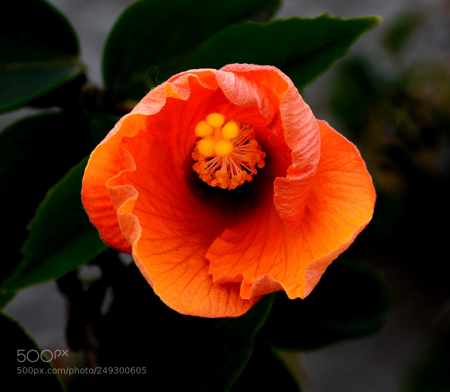 Nikon D7200 sample photo. Gold blossoming hibiscus photography
