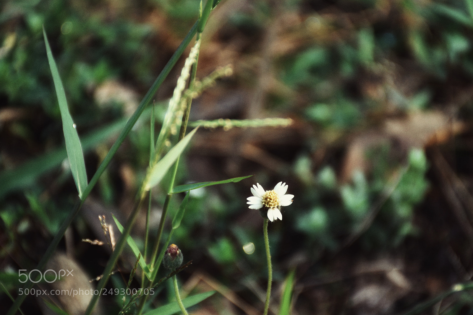 Nikon D7200 sample photo. Oh my lovely flower,where photography