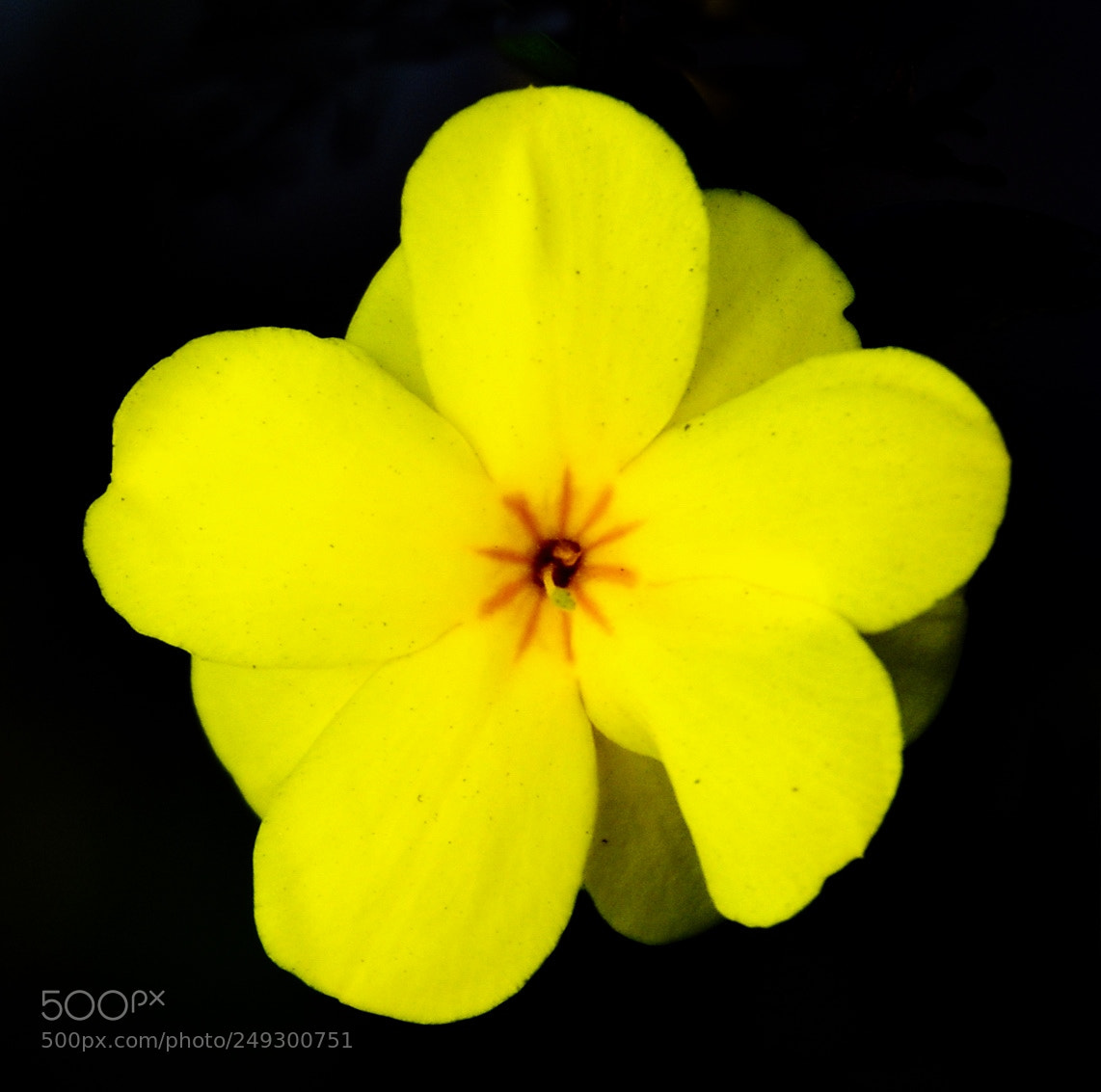 Nikon D7200 sample photo. Yellow daisy flower photography