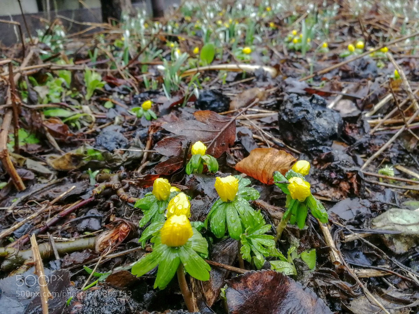 HUAWEI Honor 9 sample photo. Spring photography