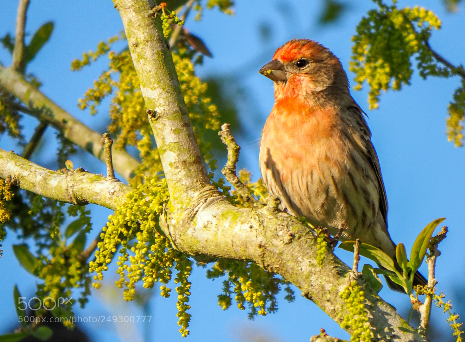 Olympus OM-D E-M1 Mark II sample photo. Sparrow photography