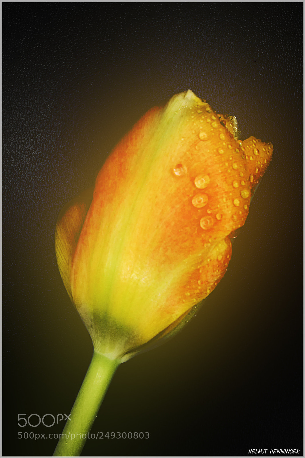 Canon POWERSHOT G9 sample photo. 0453 tulpe photography