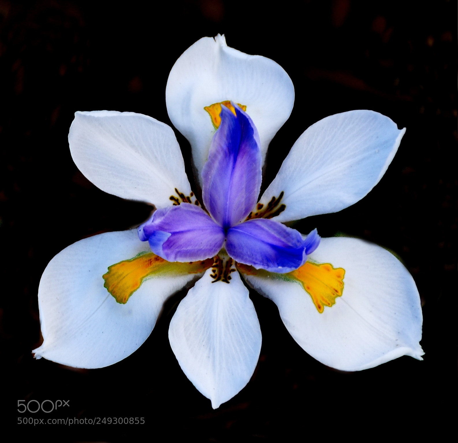 Nikon D7200 sample photo. A beautiful white iris photography