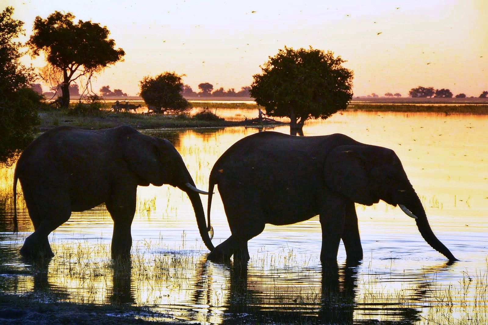 Nikon 1 V2 sample photo. African elephants, dragonflies & sunset photography