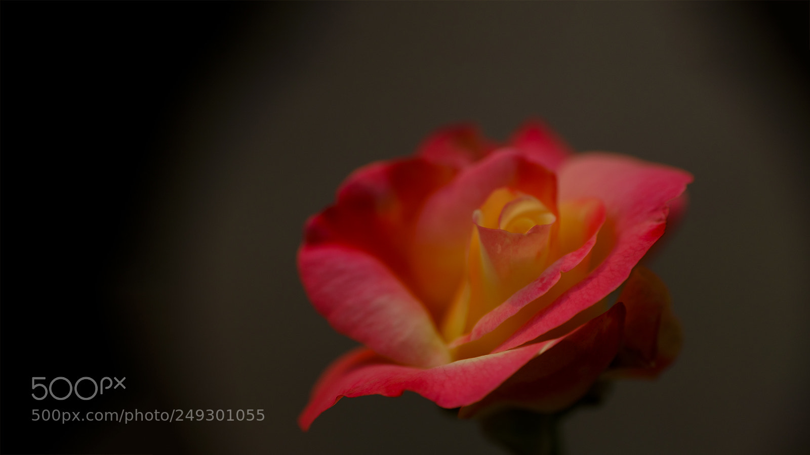 Fujifilm X-M1 sample photo. Double delight photography