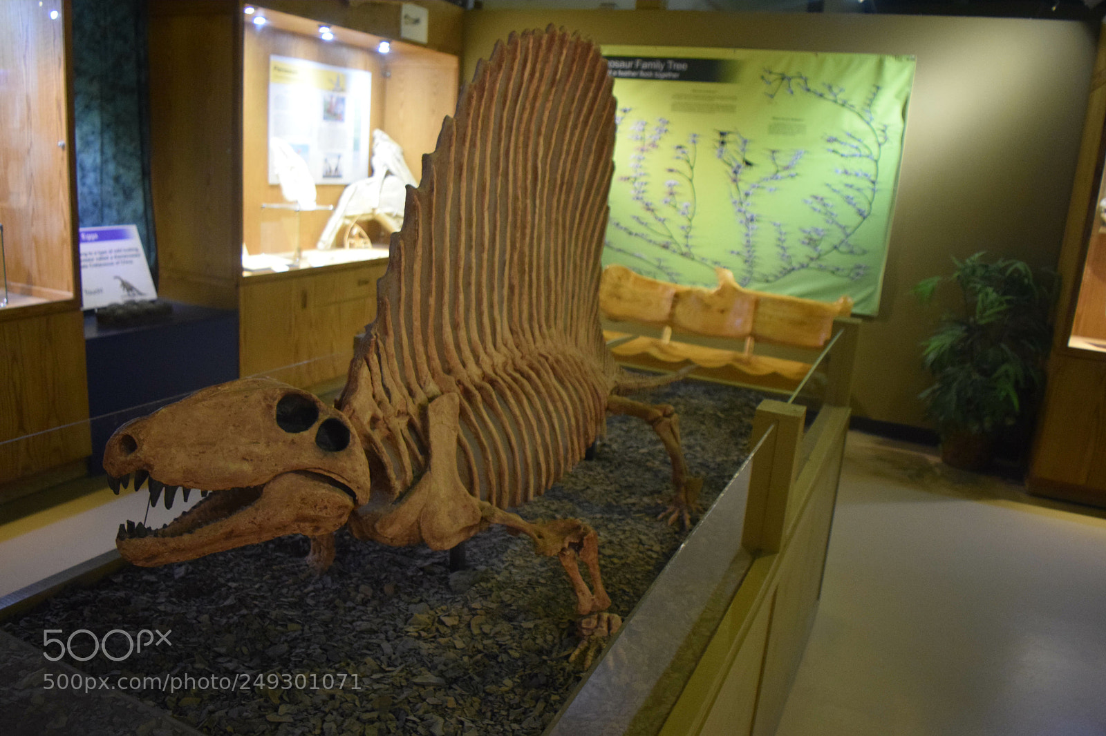 Nikon D5300 sample photo. Lovely dinosaur ? photography