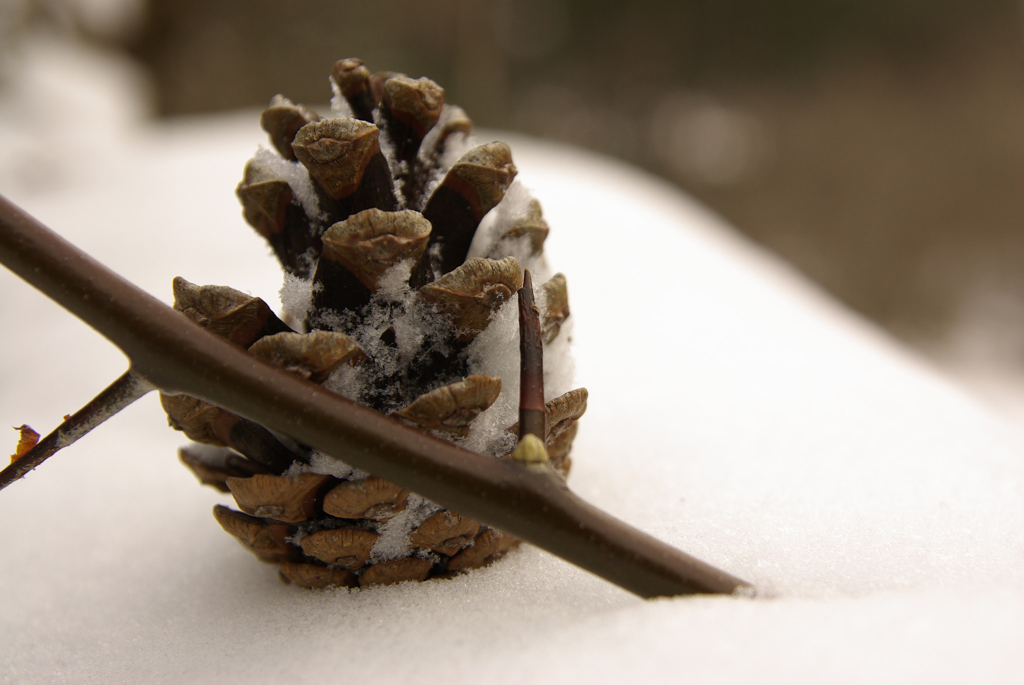 Pentax K10D sample photo. Winter pinecone photography