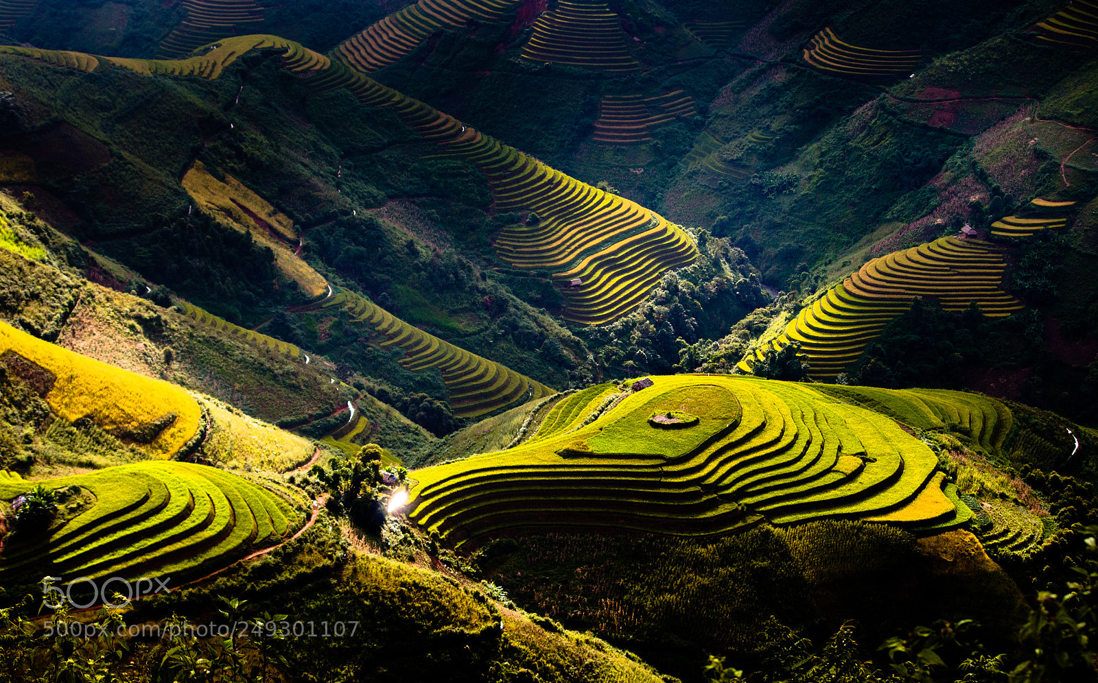 Canon EOS 700D (EOS Rebel T5i / EOS Kiss X7i) sample photo. Golden terraced fields photography