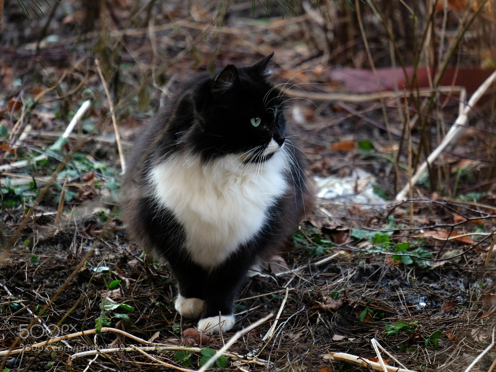 Fujifilm X-T20 sample photo. Black cat with a photography