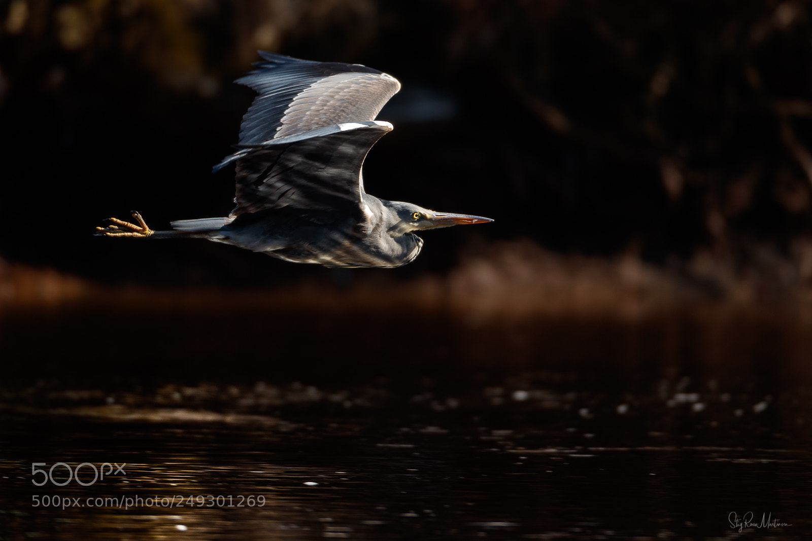Canon EOS-1D X Mark II sample photo. Ardea cinerea photography
