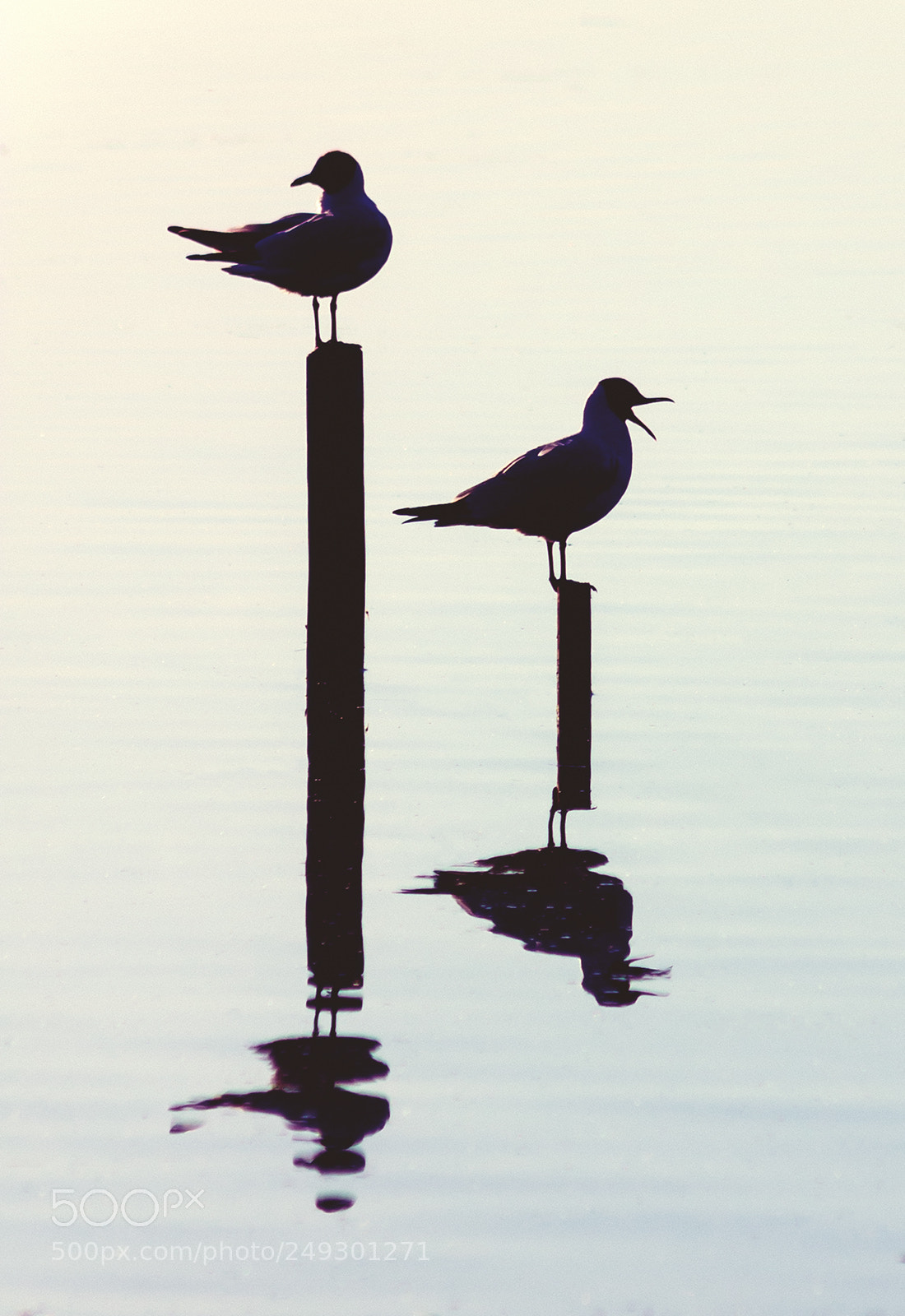 Canon EOS 300D (EOS Digital Rebel / EOS Kiss Digital) sample photo. Seagull reflection photography