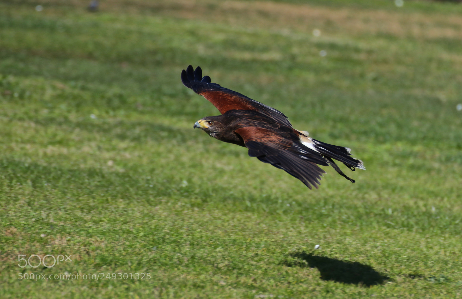 Canon EOS 80D sample photo. Flying photography