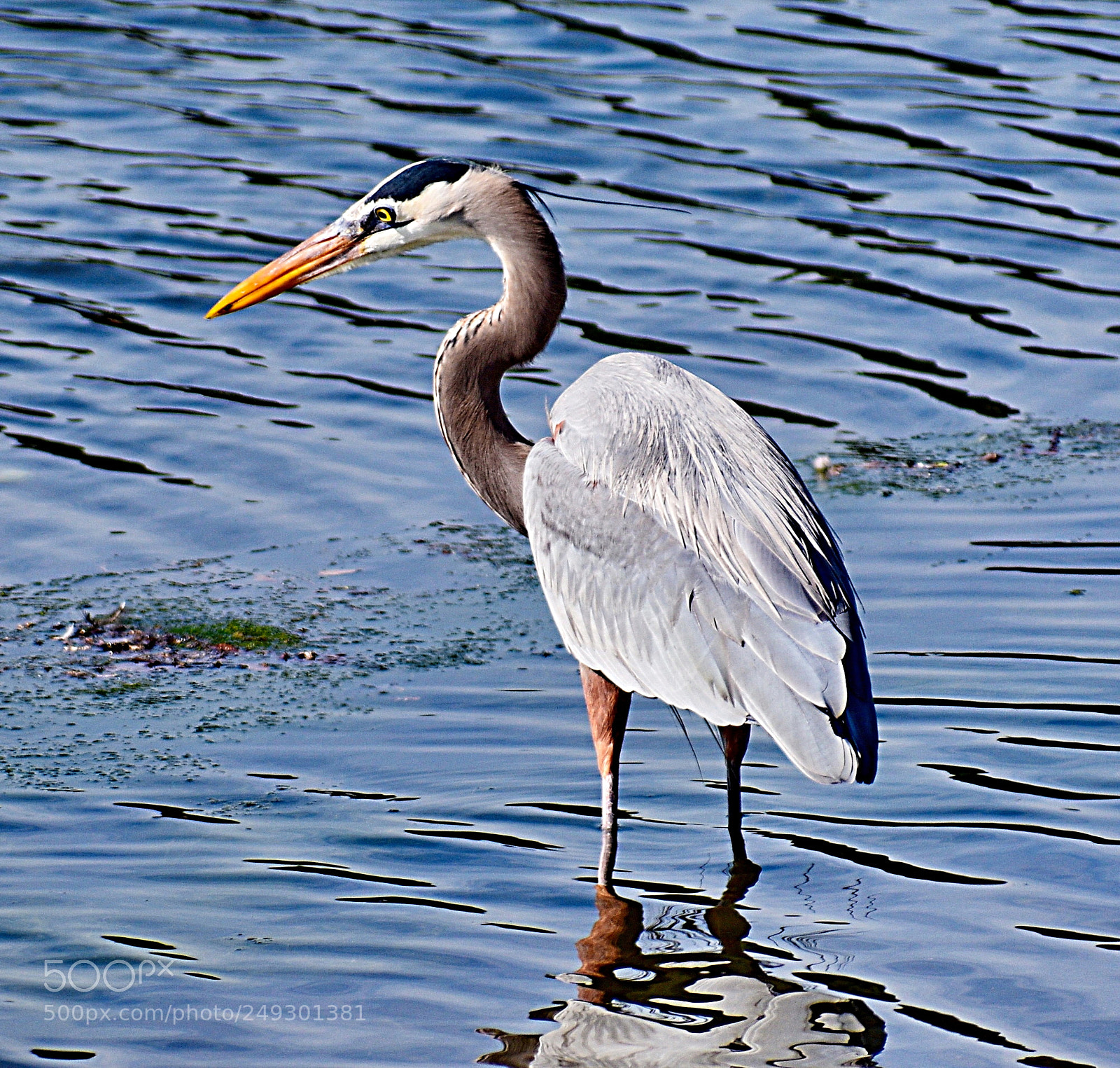Nikon D7200 sample photo. Blue heron standing in photography