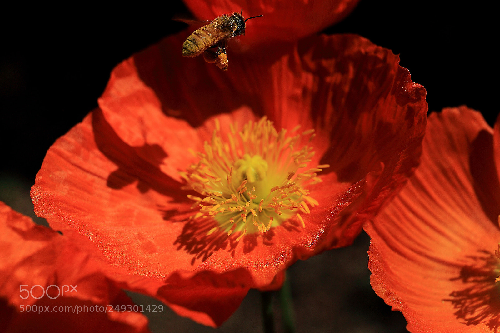 Canon EF 24-70mm F4L IS USM sample photo. 副本 photography