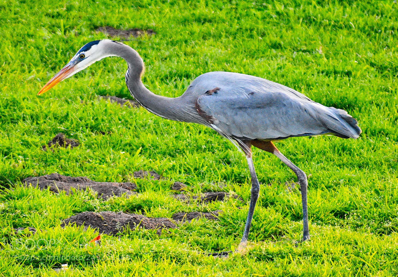 Nikon D7200 sample photo. Blue heron walking in photography