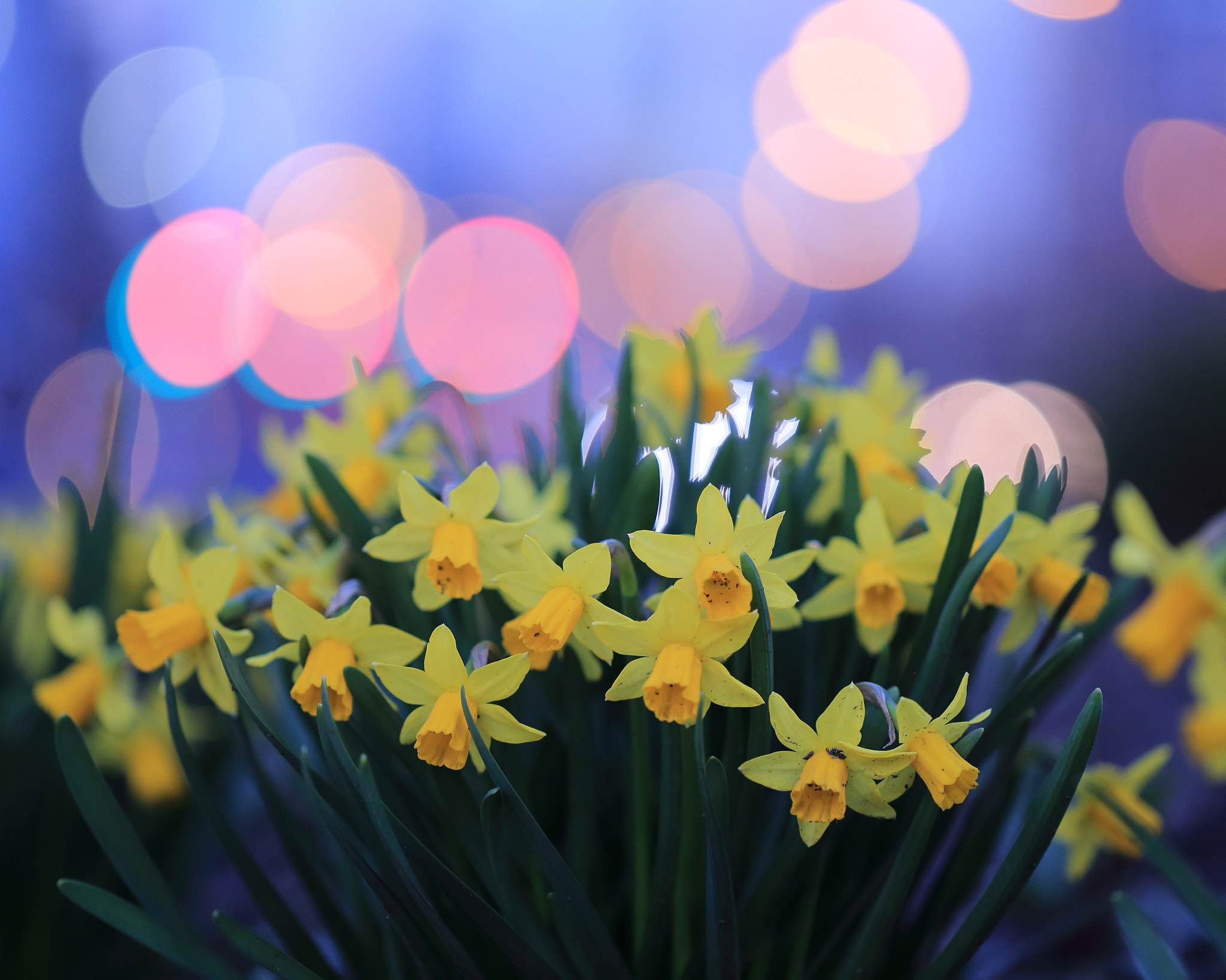 Canon EF 100mm F2.8L Macro IS USM sample photo. Narcissus photography