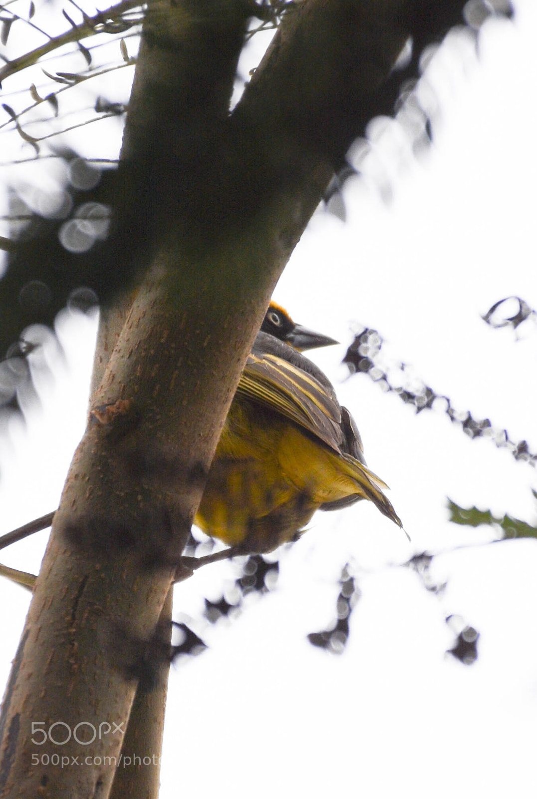 Nikon D7200 sample photo. Birds photography