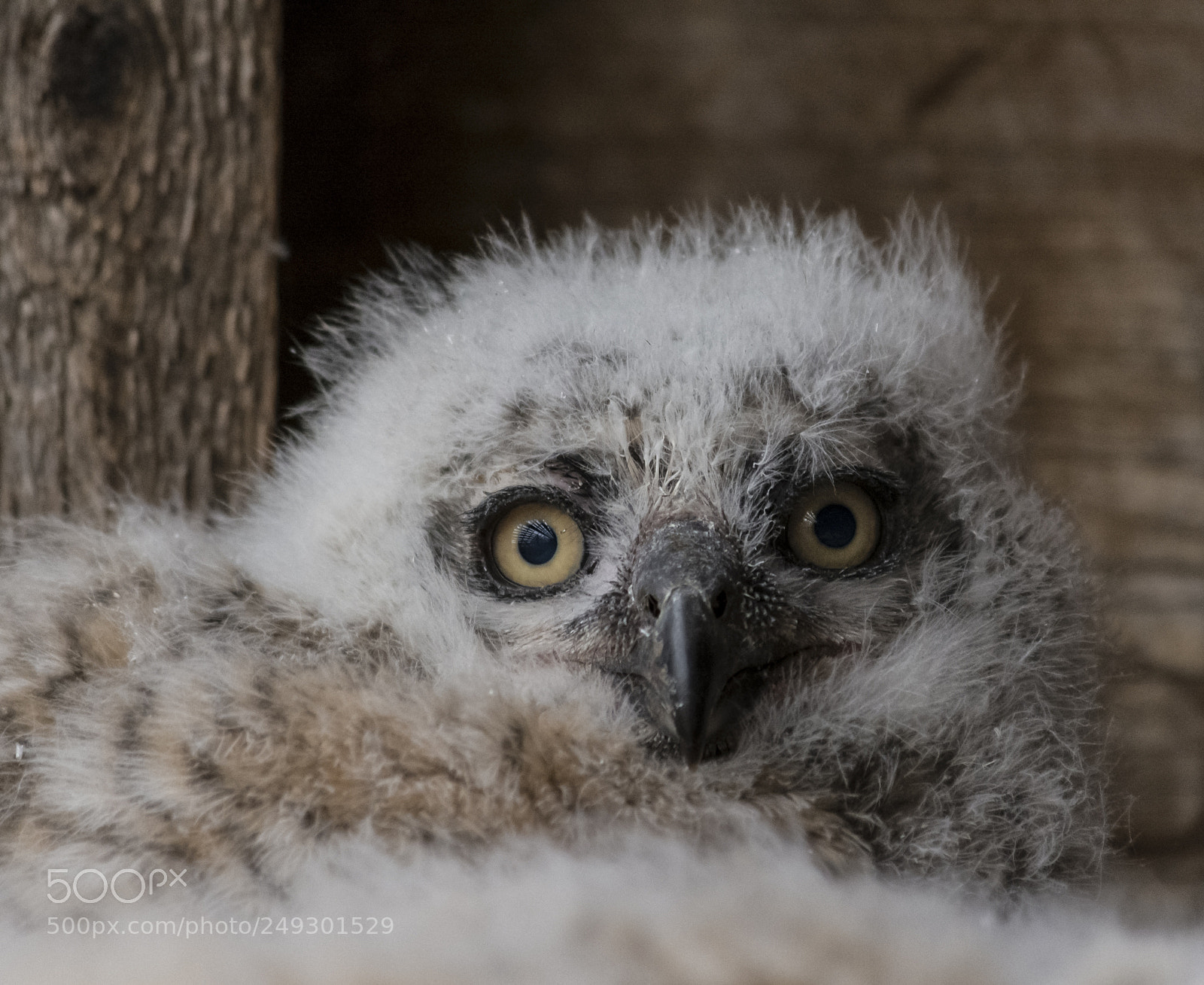 Nikon D7100 sample photo. Great horned owl photography