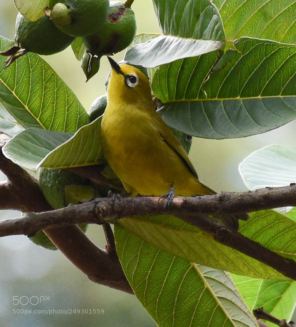 Nikon D7200 sample photo. Birds photography