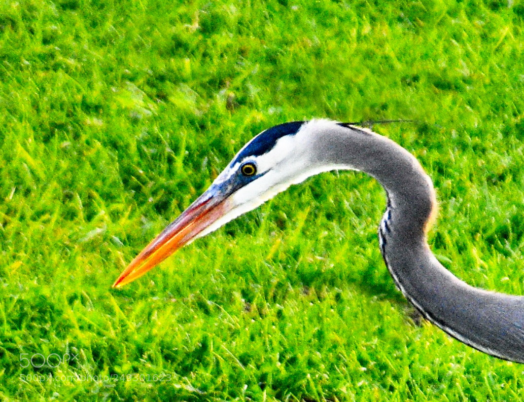 Nikon D7200 sample photo. Blue heron portrait photography
