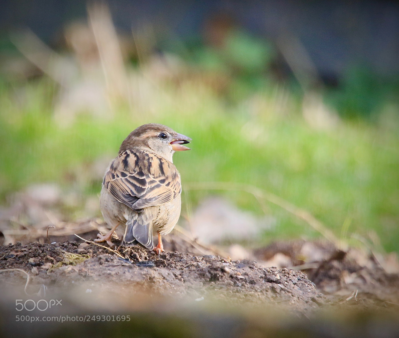 Canon EOS 7D Mark II sample photo. Hausspatz photography