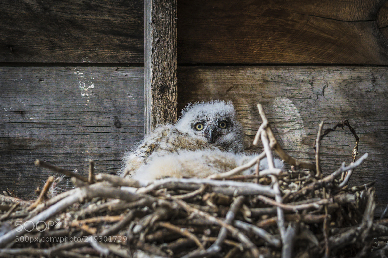 Nikon D7100 sample photo. Gho owl photography