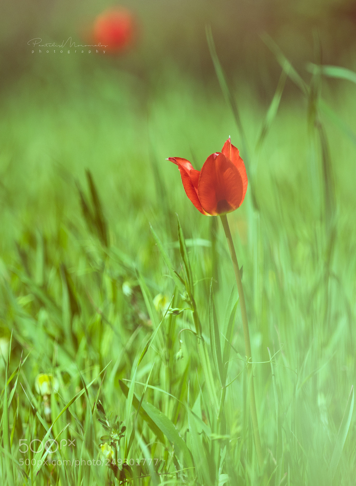 Olympus OM-D E-M1 sample photo. Spring time photography