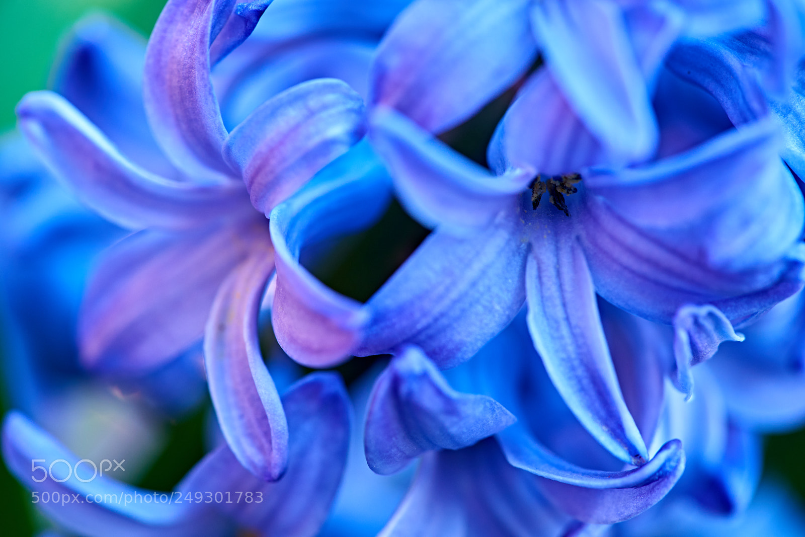 Sony a7 II sample photo. Hyacinth photography