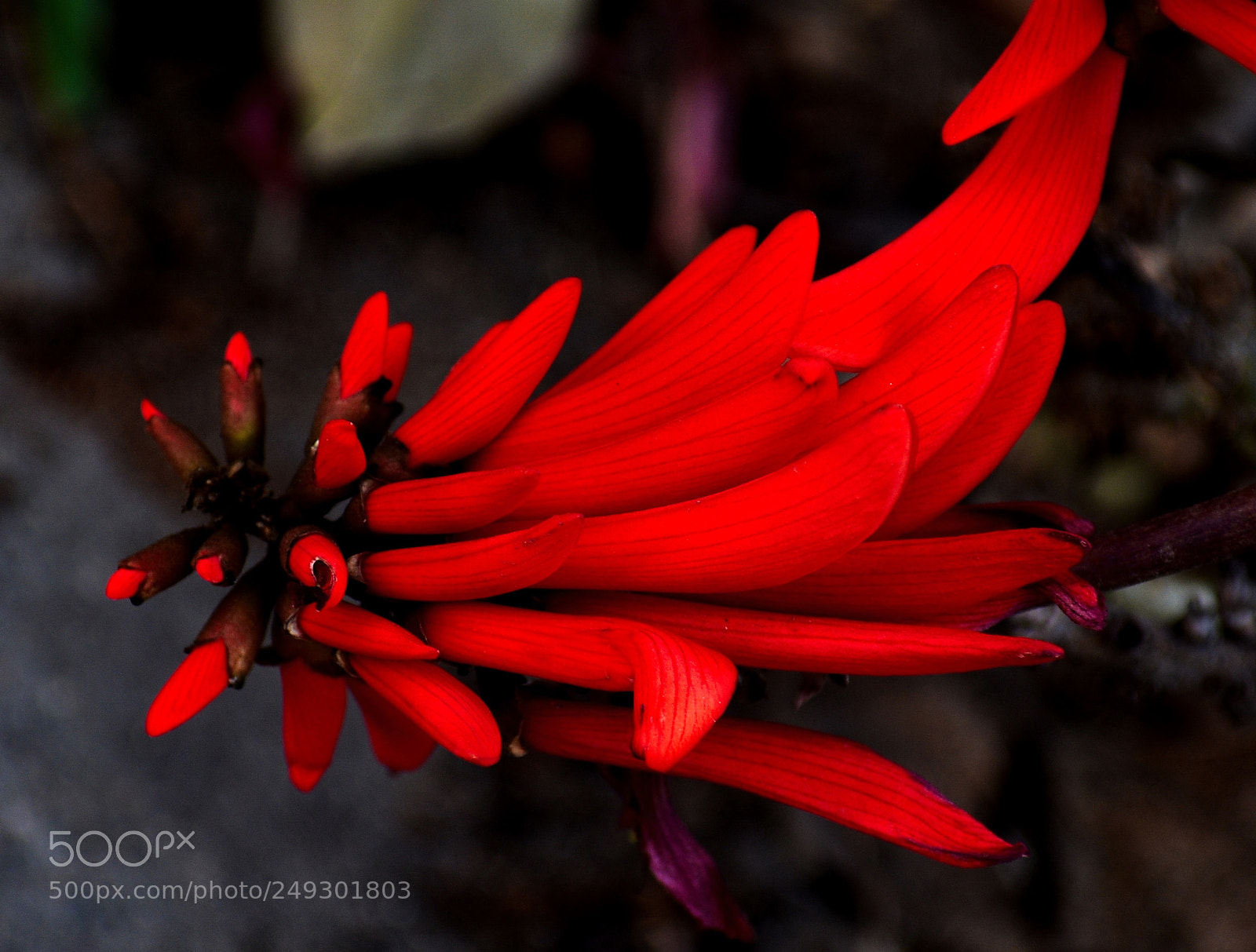 Nikon D7200 sample photo. Red pinecomb flower photography