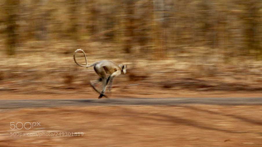 Nikon D80 sample photo. Panning technique used to photography