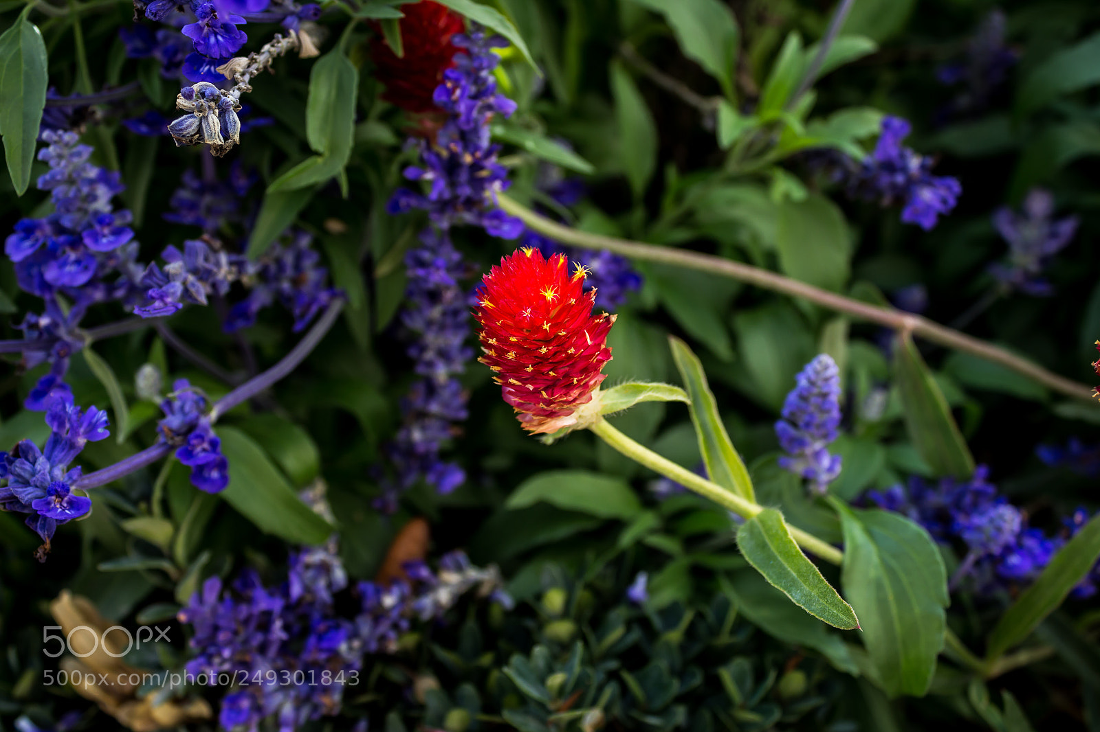Canon EOS 700D (EOS Rebel T5i / EOS Kiss X7i) sample photo. Red wildflower photography