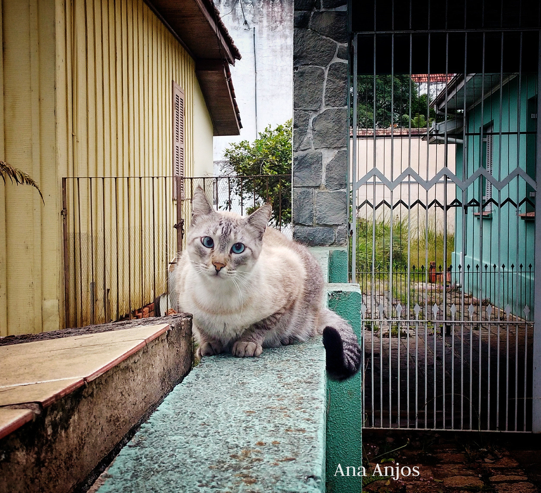 Motorola Moto X Play sample photo. Gato matinal photography