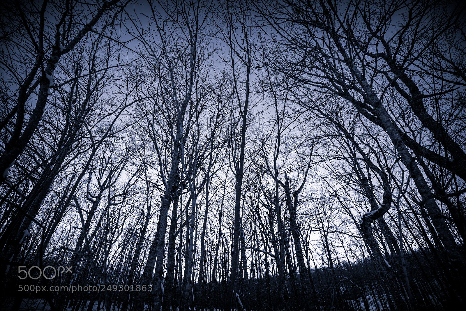 Nikon D810 sample photo. Into the woods photography