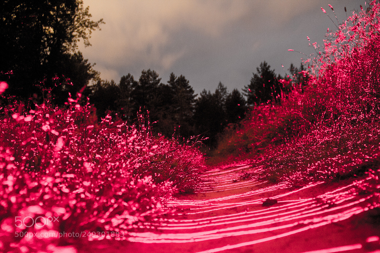 Canon EOS 600D (Rebel EOS T3i / EOS Kiss X5) sample photo. Madness forest photography