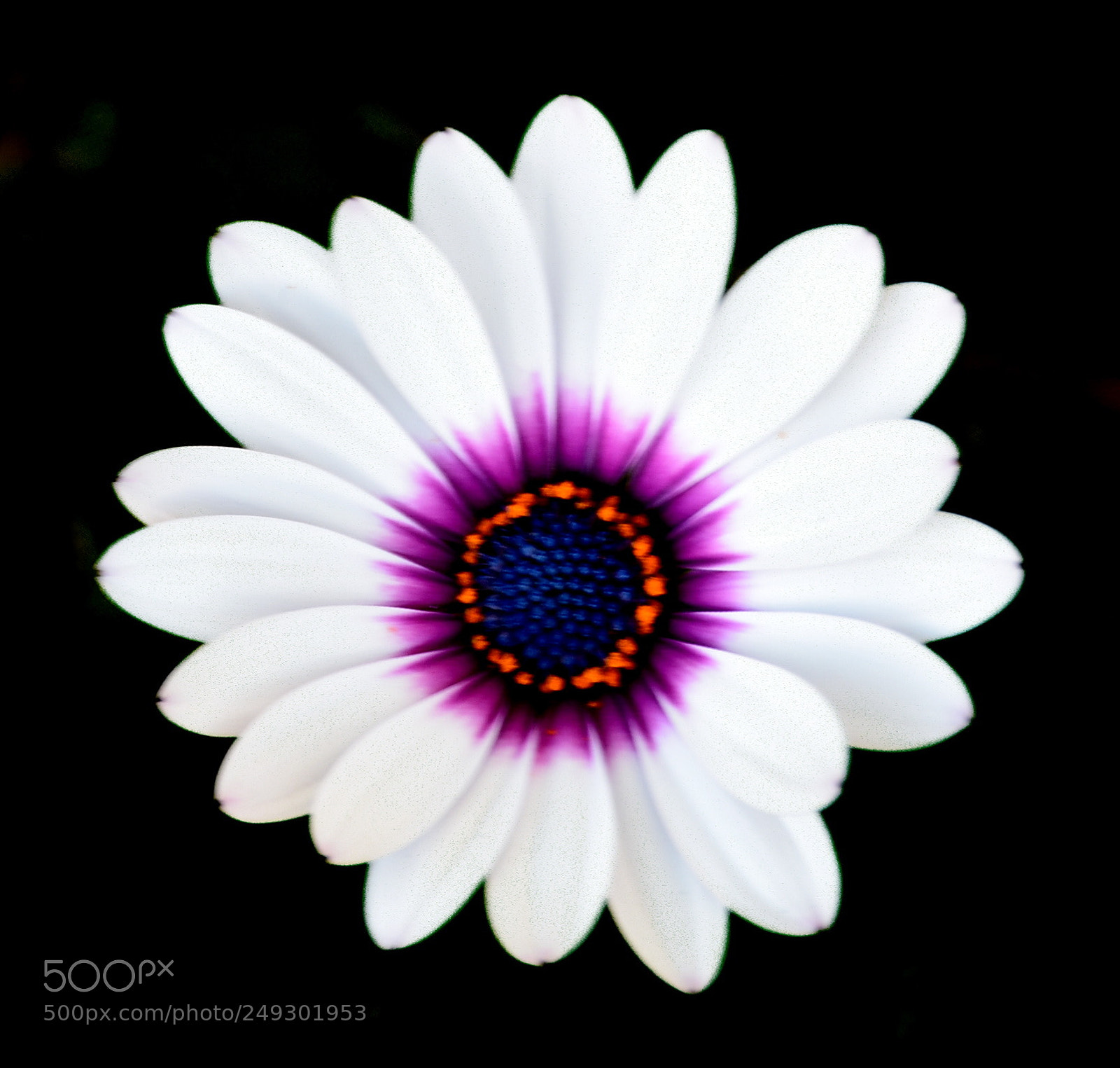 Nikon D7200 sample photo. Lovely white and purple photography