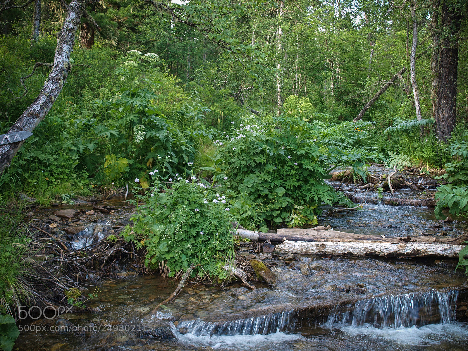 Olympus E-420 (EVOLT E-420) sample photo. Forest river photography