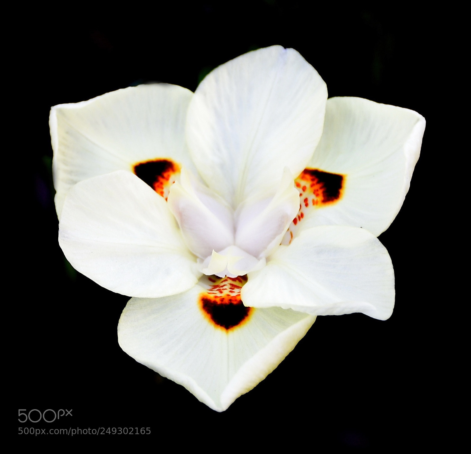 Nikon D7200 sample photo. White spotted flower in photography