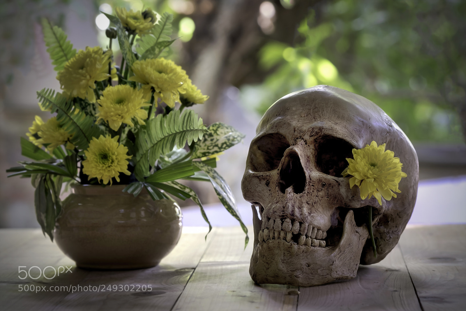 Fujifilm X-T2 sample photo. Skull needs to be photography