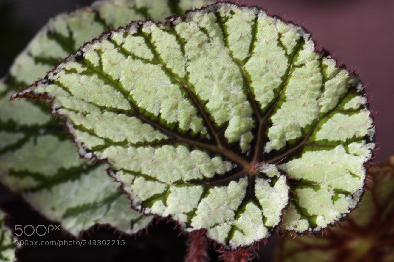Nikon D5500 sample photo. Nature veins photography